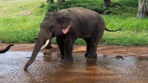 व्स्क़स्व