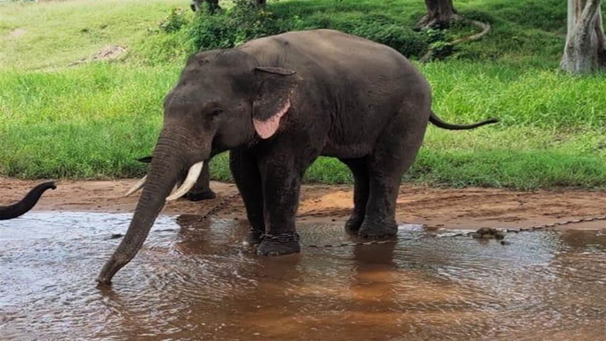 व्स्क़स्व