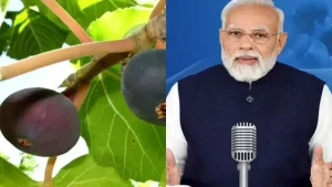 hफ्ब्तरे