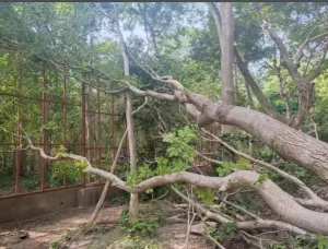 क्ष फर्ट