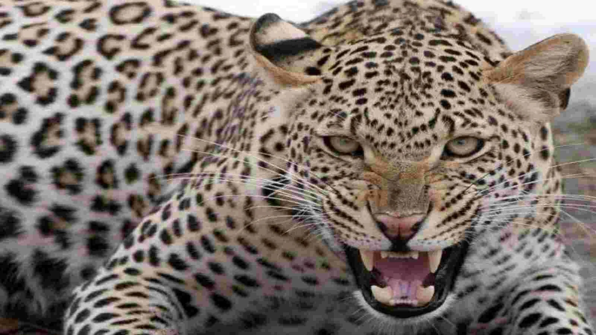 ह्ज्वब्झ