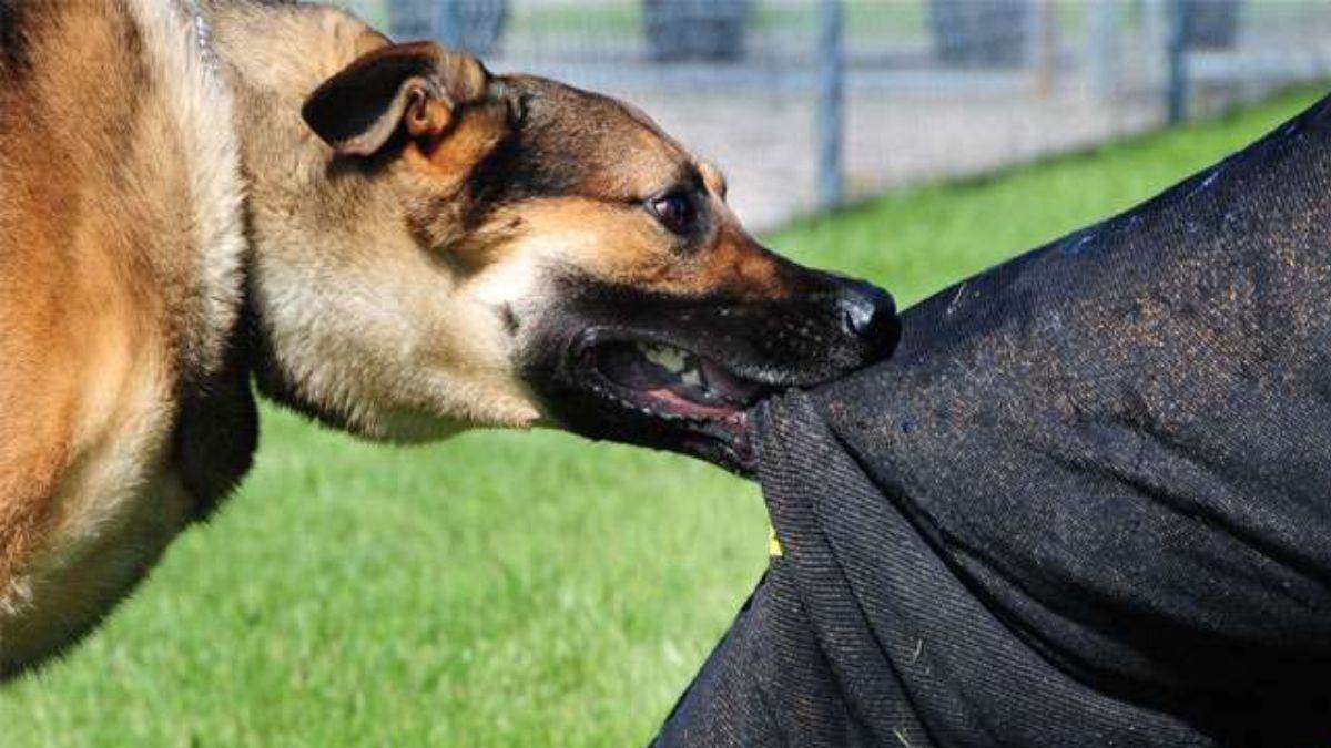 स्व बंक बन