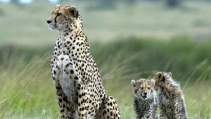 उइक्लुइक