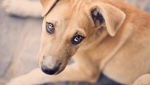 फ्द्ग्बफ्व