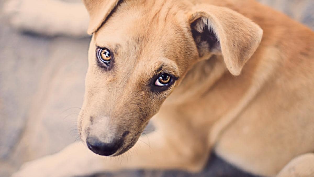 फ्द्ग्बफ्व