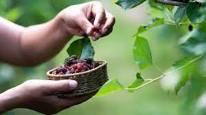 फ्ध्बग्फ्व