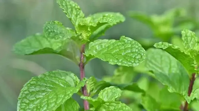 द्गव्फ्क