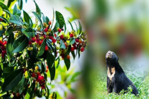 द्फ्हब्ग्फ्व