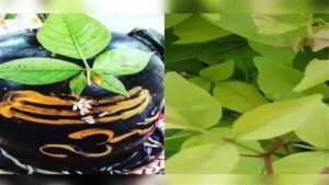 फ्दग्ब्व