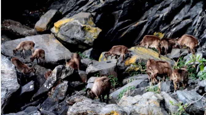 फल्गपफल