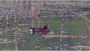 इतुरितुरिउ