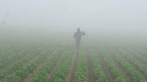 व्चन्व्च्म,वन