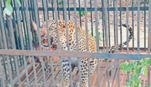 उएर्येउ