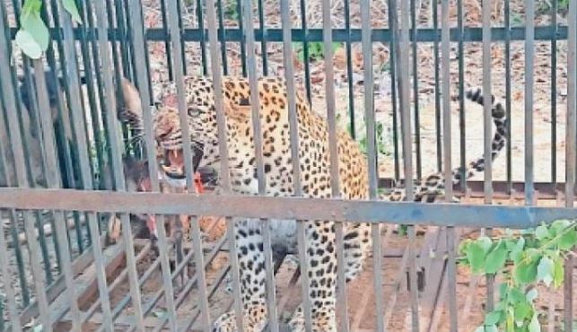 उएर्येउ