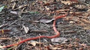 ग्जस्क्ज