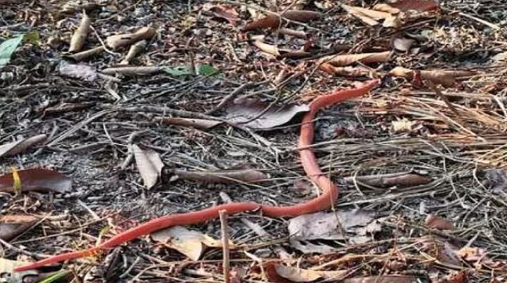 ग्जस्क्ज