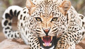 ज्दश्फ्ज्स