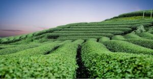 झ्द्फ्जक्ज