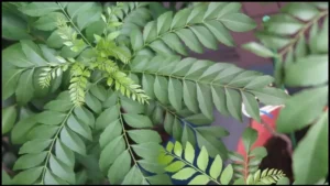 फ्जद्म्क्सन्च्म