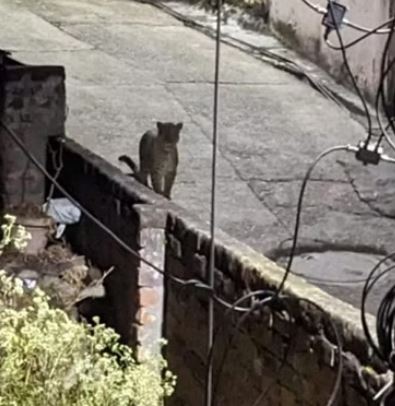 ह्फ्ह्दझ्फ्द्ज