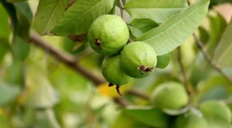 ज्क्द्फ़