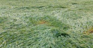 झ्फद्ज्श