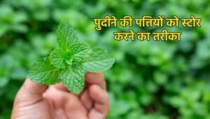 पुदीना