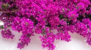 बोगंवालिया