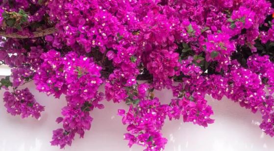 बोगंवालिया