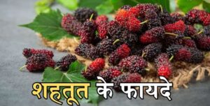 मुलबेरी