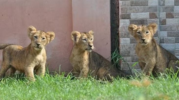 लोइन सफारी