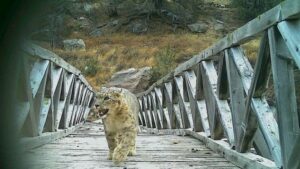 हिम तेंदुआ