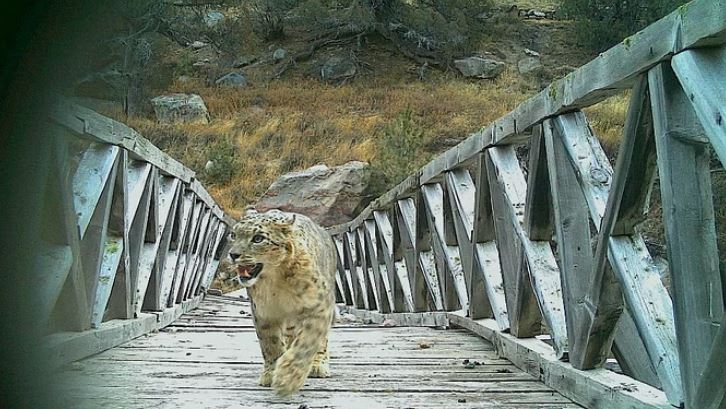 हिम तेंदुआ