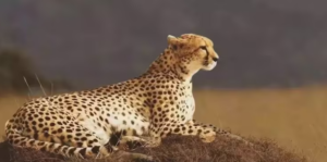 Screenshot 2024-07-16 122546