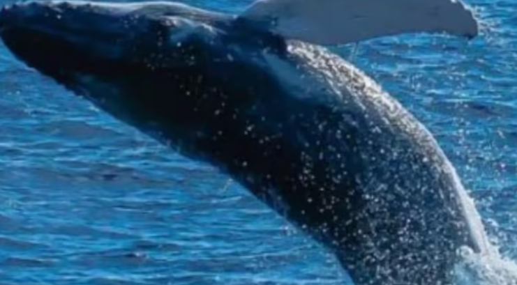 Screenshot 2024-07-17 123744