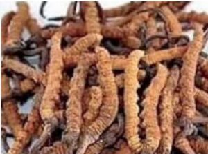 कीड़ा जड़ी