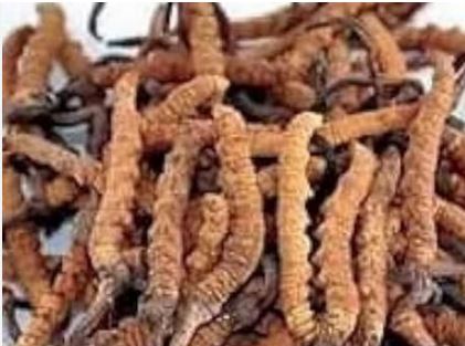 कीड़ा जड़ी