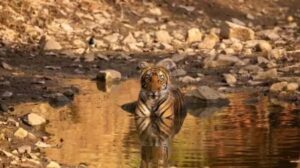 डेस्टिनेशन