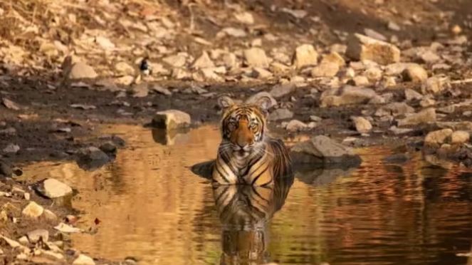 डेस्टिनेशन