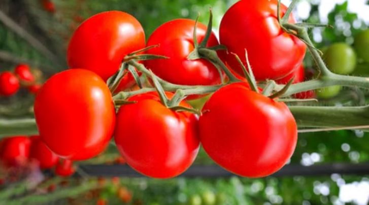 दिल्ली एनसीआर