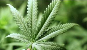 उत्तराखंड