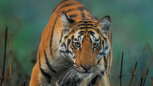 Screenshot 2024-10-12 114315