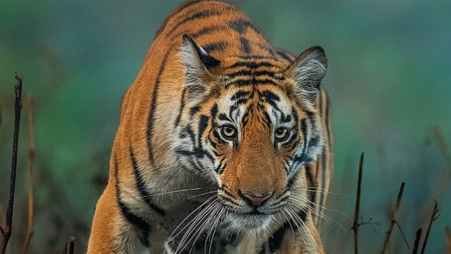 Screenshot 2024-10-12 114315