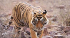 Screenshot 2026-01-11 235912