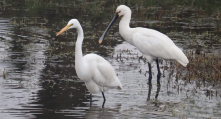 Screenshot 2026-01-20 210652