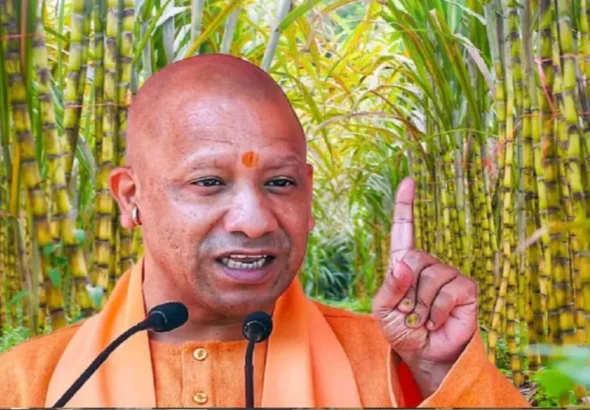 yogi_sugar1-1765262755474