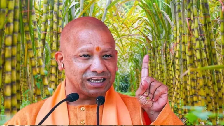 yogi_sugar1-1765262755474